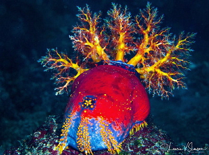 Sea Apple with arms open for feeding/Photographed with a ... by Laurie Slawson 